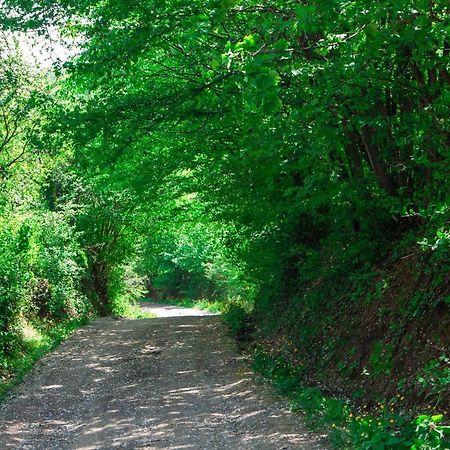 Na Okić - a private forest oasis Sveti Martin pod Okicem Exterior foto